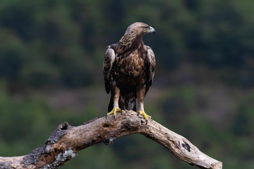 Aigle Royal - Parc du Mercantour