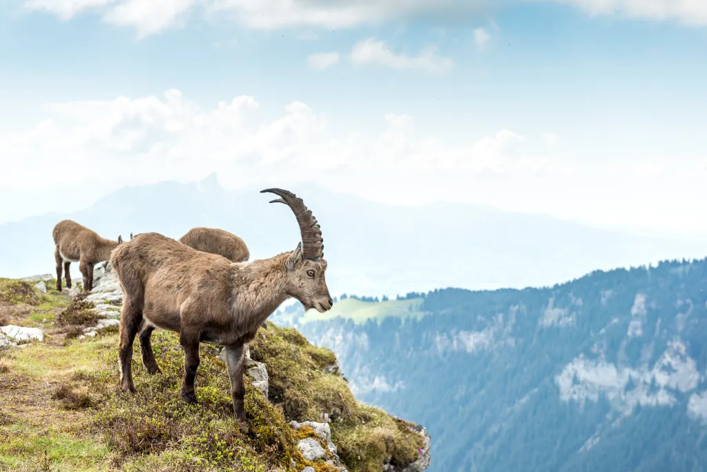 Bouquetin - Parc du Mercantour