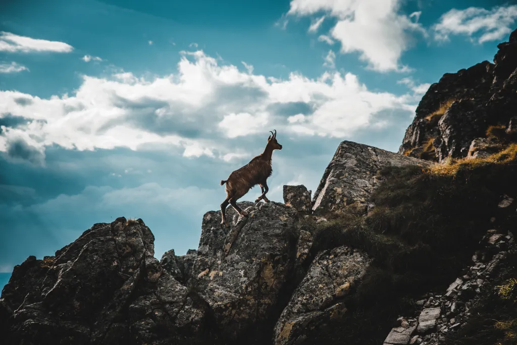 Chamois - Parc du Mercantour