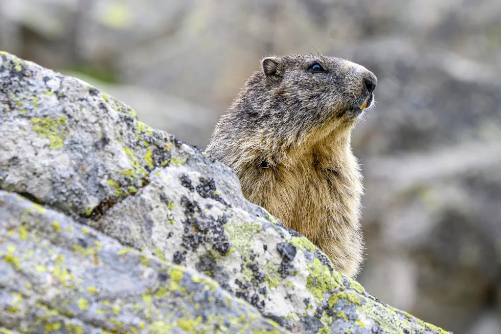 Marmotte - Parc du Mercantour