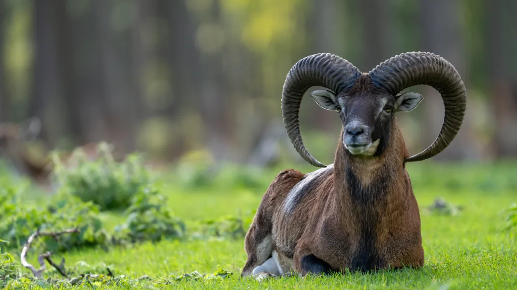 Mouflon - Parc du Mercantour