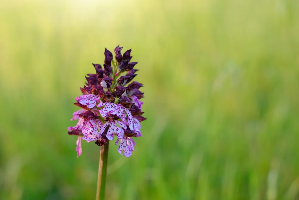 Orchidée sauvage - Parc du Mercantour