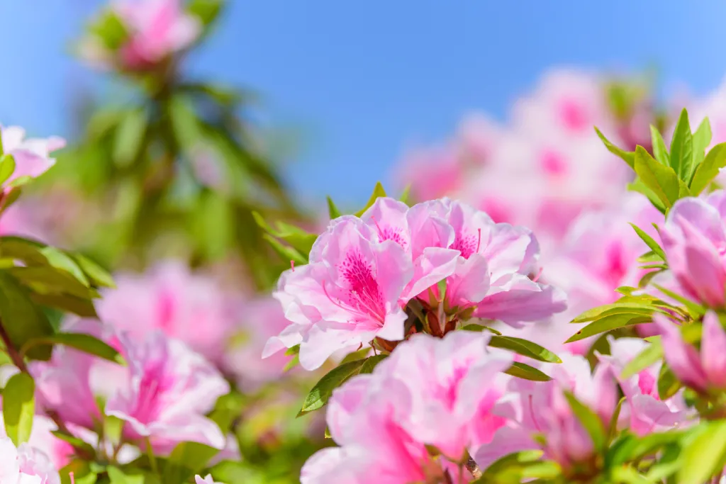 Rhododendron - Parc du Mercantour
